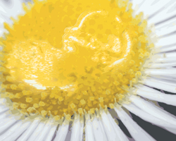 Earthy theme Daisy closeup